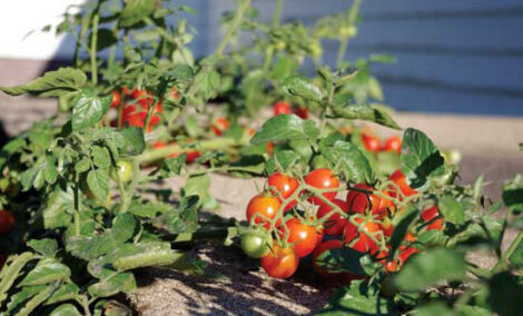Expert Tips for Growing Early Tomato Varieties Image